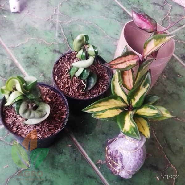 Bunga Hoya Compacta