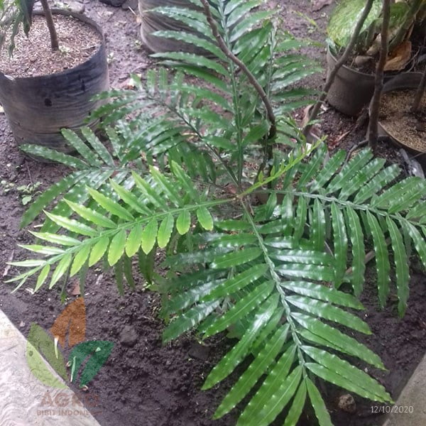 Kiara Payung (Pinisium) 1 Meter UP