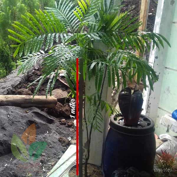 Kiara Payung (Pinisium) 1 Meter UP