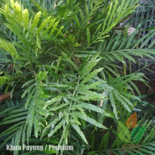 Kiara Payung (Pinisium) 1 Meter UP