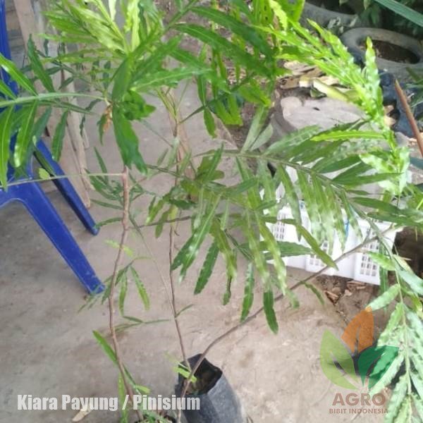 Kiara Payung (Pinisium) 1 Meter UP