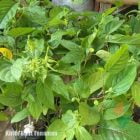 Kirim Bunga Kenanga Sobat Agro di Lampung