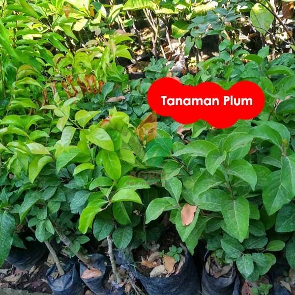Plum Aussie Siap Tanam