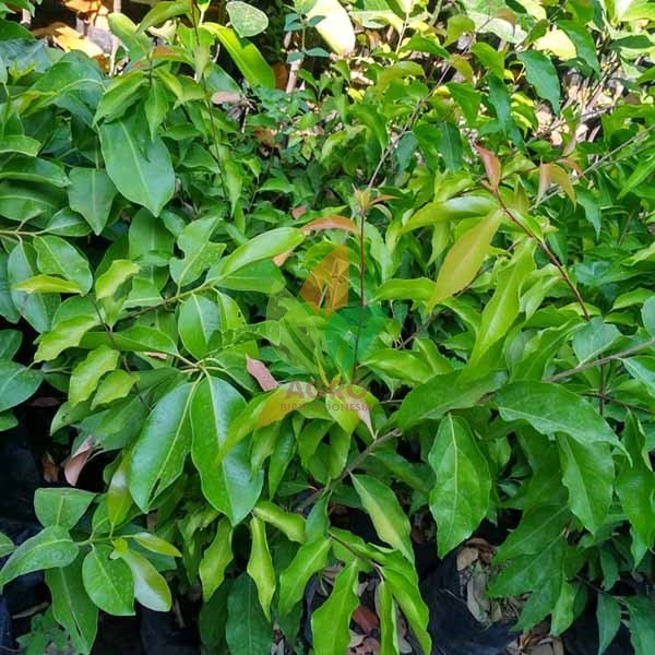 Plum Aussie Siap Tanam