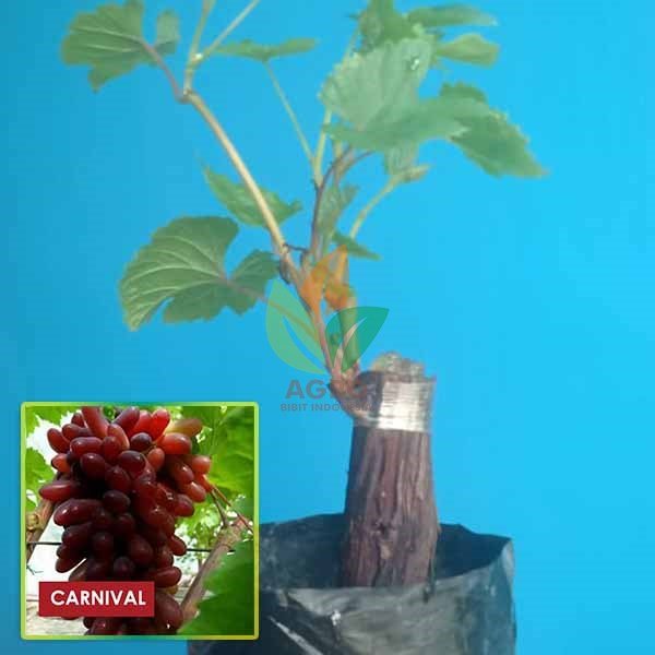 Anggur Import Karnaval / Carnival