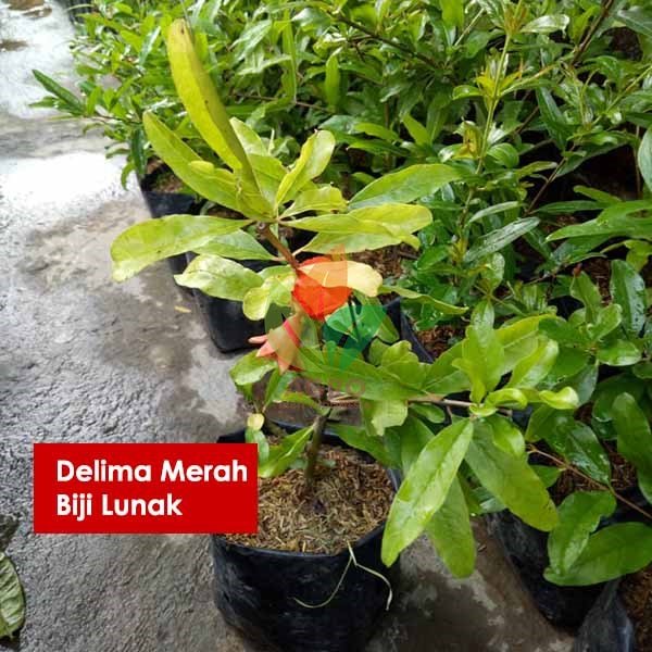 Delima Merah Jumbo Lunak