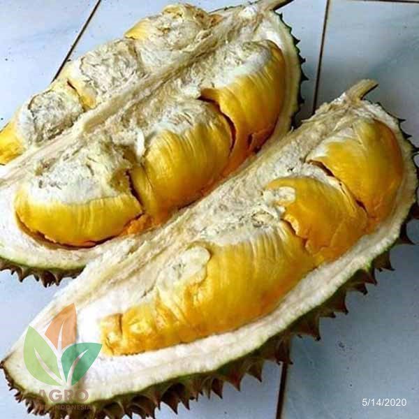 Durian Bawor Kaki 3 Tinggi 50 Cm