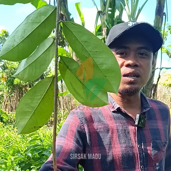Sirsak Madu asal Okulasi