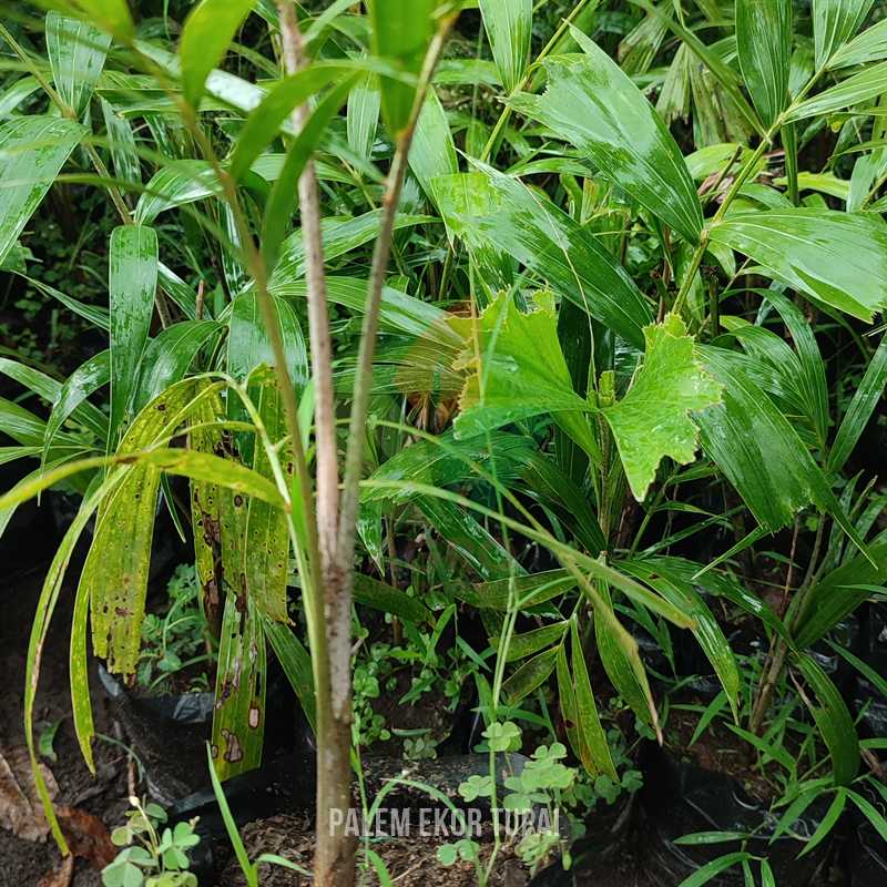 Palem Ekor Tupai Siap Tanam