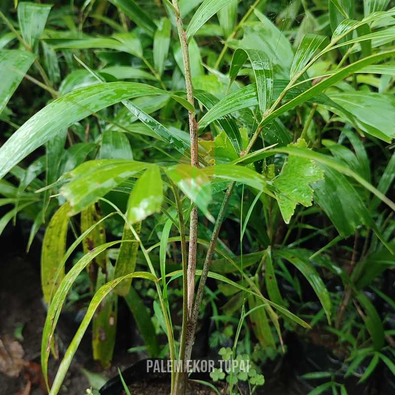 Palem Ekor Tupai Siap Tanam
