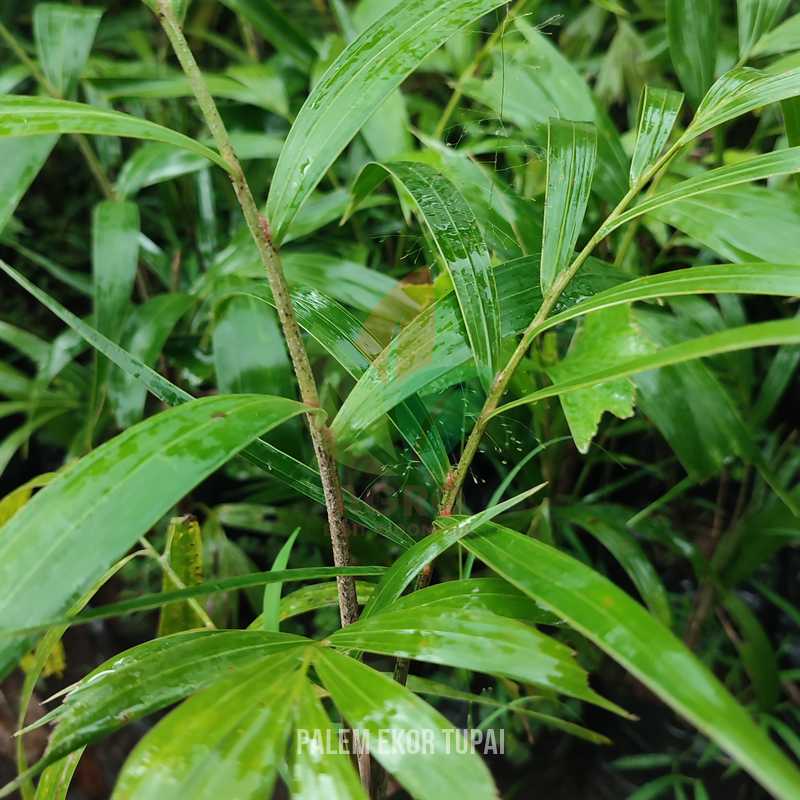 Palem Ekor Tupai Siap Tanam