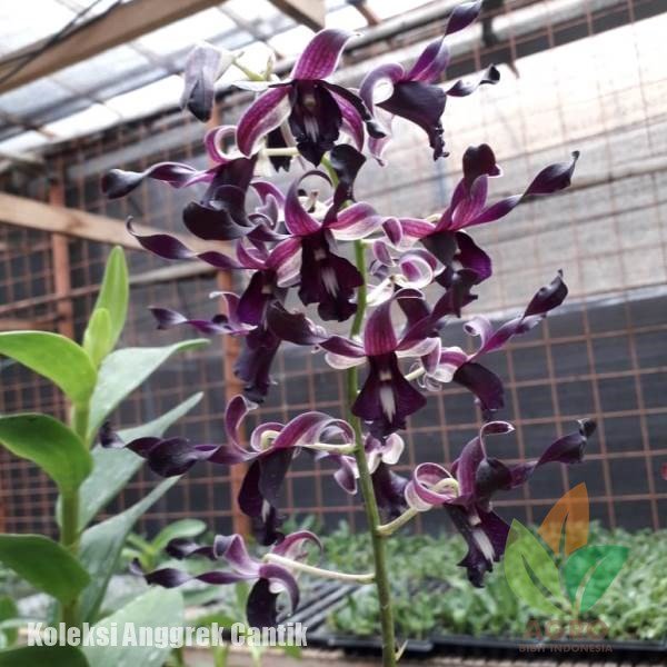 Jual Bibit Bunga Anggrek Keriting Agro Bibit Id