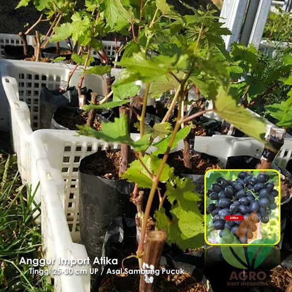 Anggur Import Atika Seedless