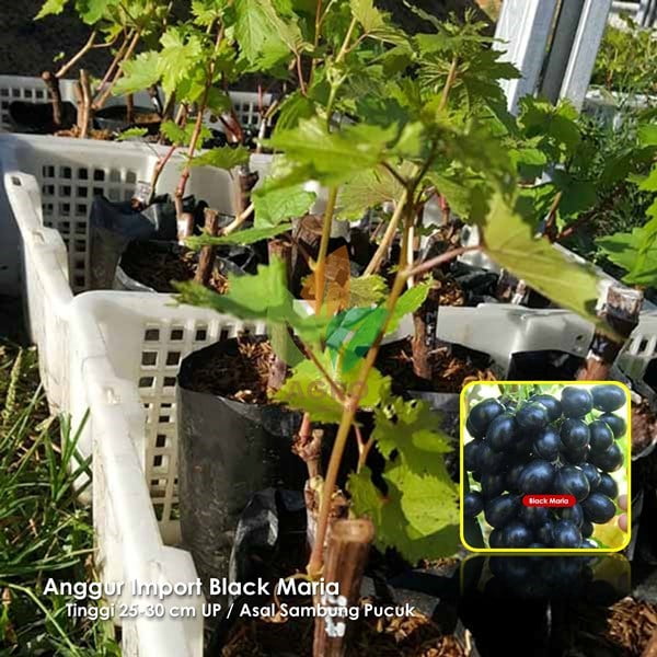 Anggur Import Black Maria
