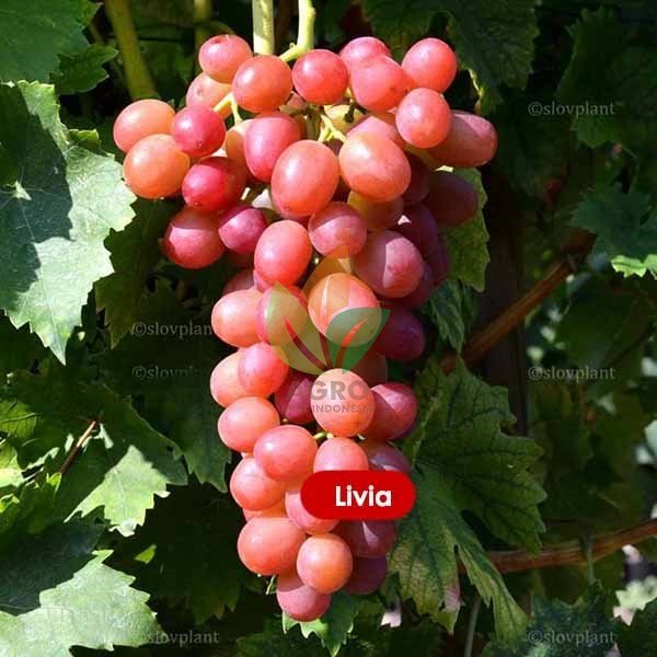 Anggur Import Livia