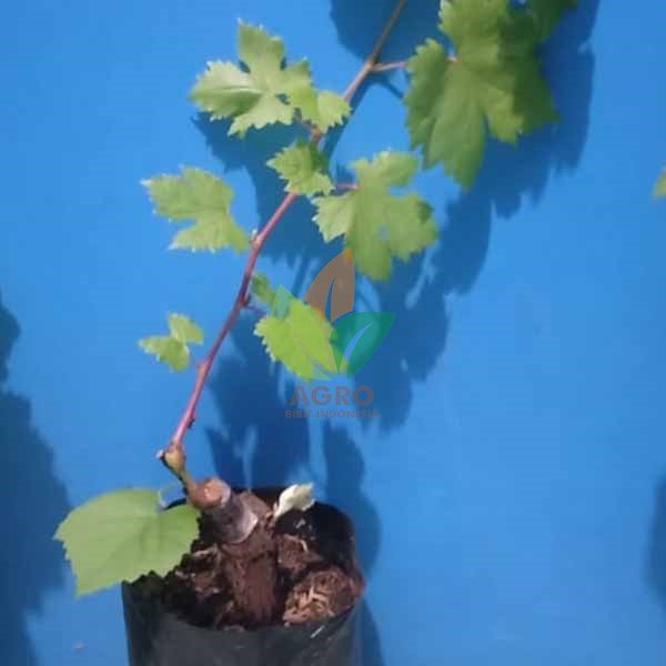 Anggur Import Rizamat