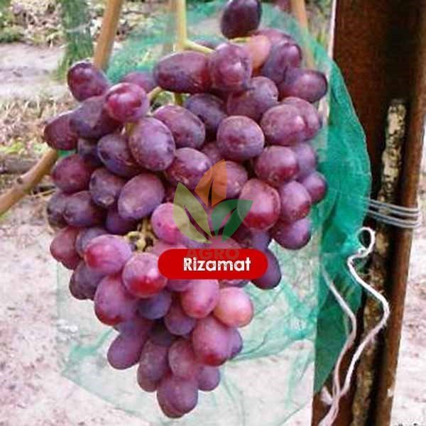 Anggur Import Rizamat