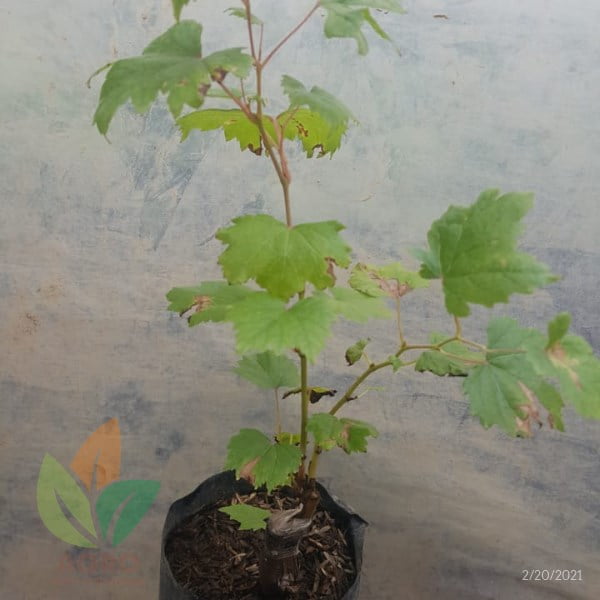 Anggur Import Livia