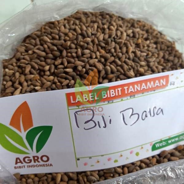 Biji Kayu Balsa