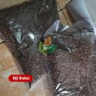 biji balsa murah