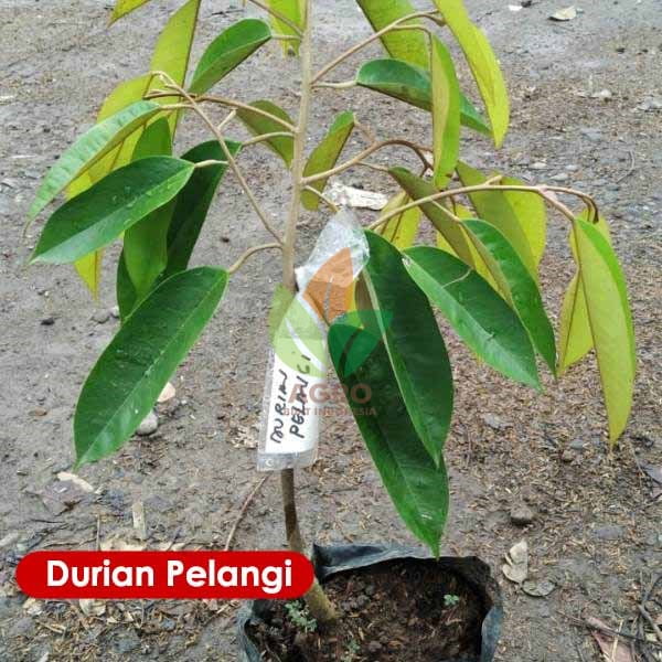 Durian Pelangi 50 Cm UP