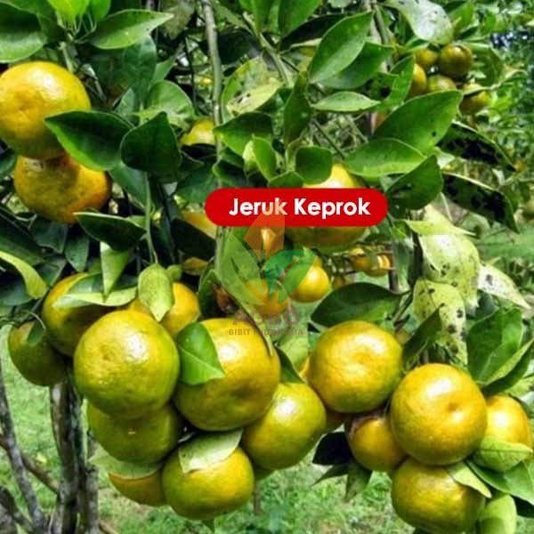 Jeruk Keprok Siam asal Okulasi