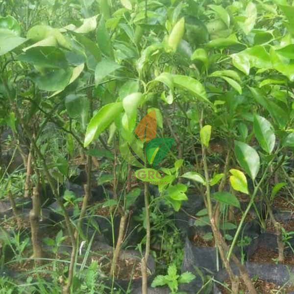Jeruk Keprok Siam asal Okulasi