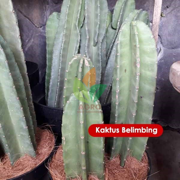 Kaktus Belimbing / Koboi