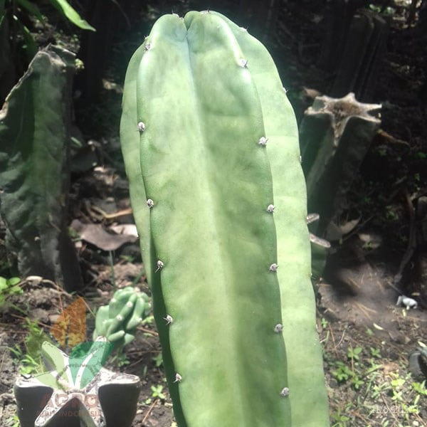 Kaktus Belimbing / Koboi