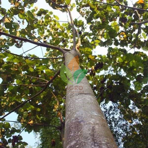 kayu pohon balsa