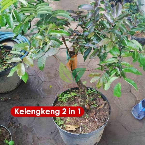 Kelengkeng 2 Jenis 1 Pohon