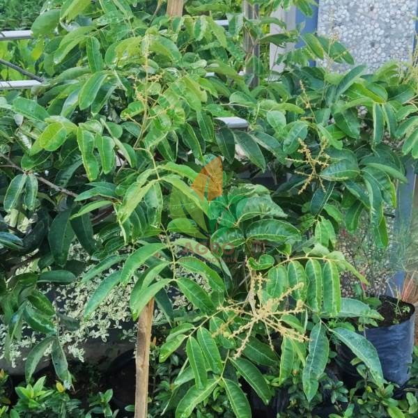 Kelengkeng Aroma Durian 1 Meter UP