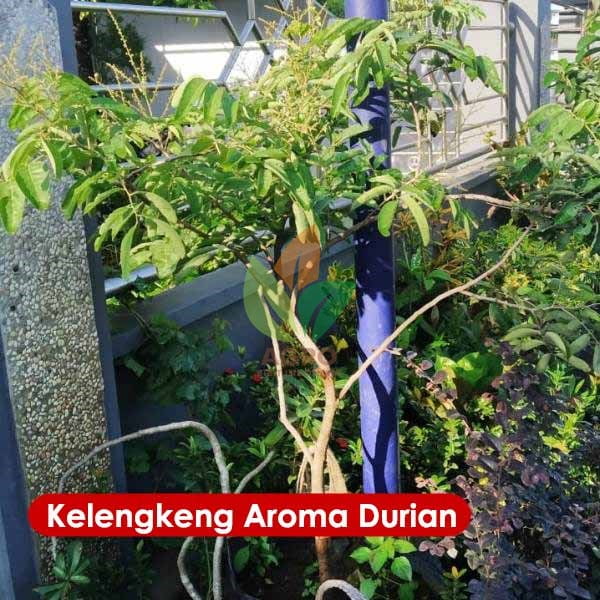 Kelengkeng Aroma Durian 1 Meter UP