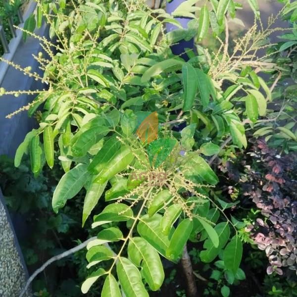 Kelengkeng Aroma Durian 1 Meter UP