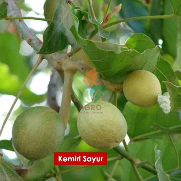 Kemiri Sayur Bumbu