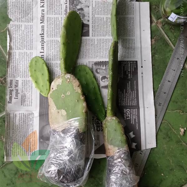 Kaktus Centong Siap Tanam