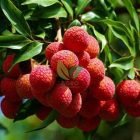 jual bibit leci unggul