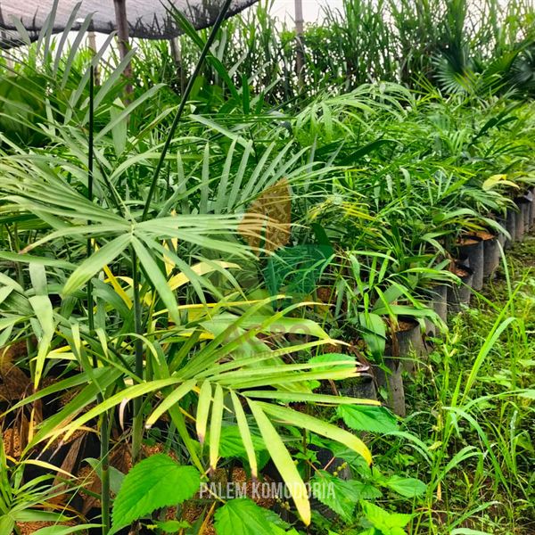 Palem Komodoria Siap Tampil