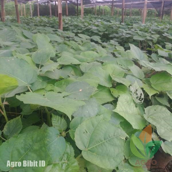 Berapa Kebutuhan Bibit Balsa untuk 1 Ha?