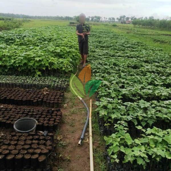 stok bibit tanaman kemiri 