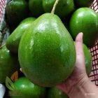 buah alpukat markus dan wina