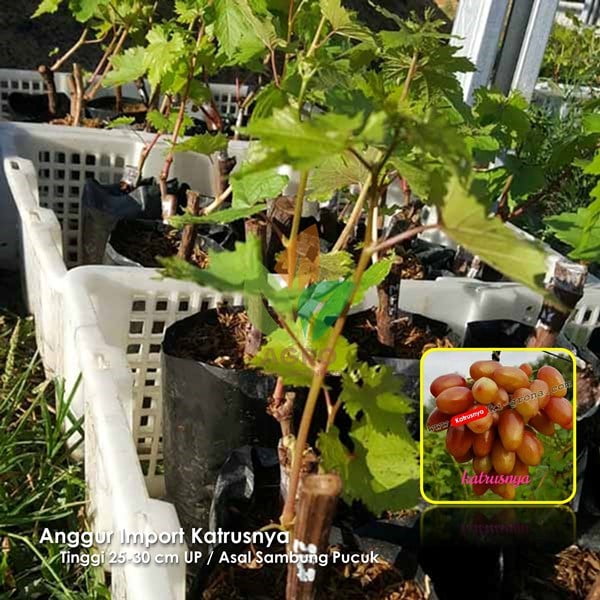 Anggur Import Katrusnya
