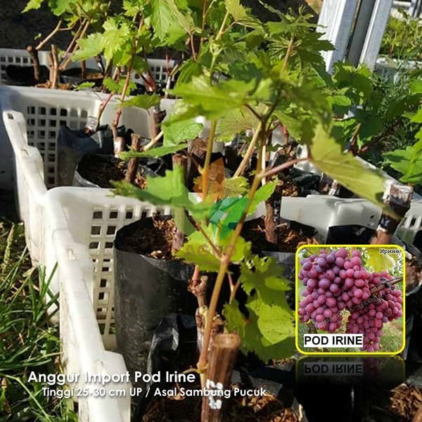 Anggur Import Pod Irine