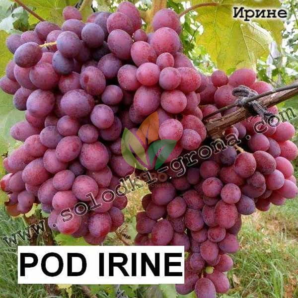 Anggur Import Pod Irine