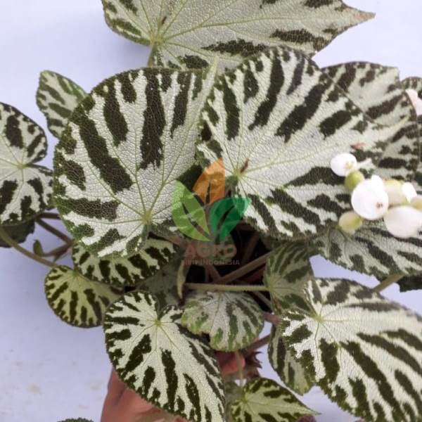 Begonia Imperialis Cantik