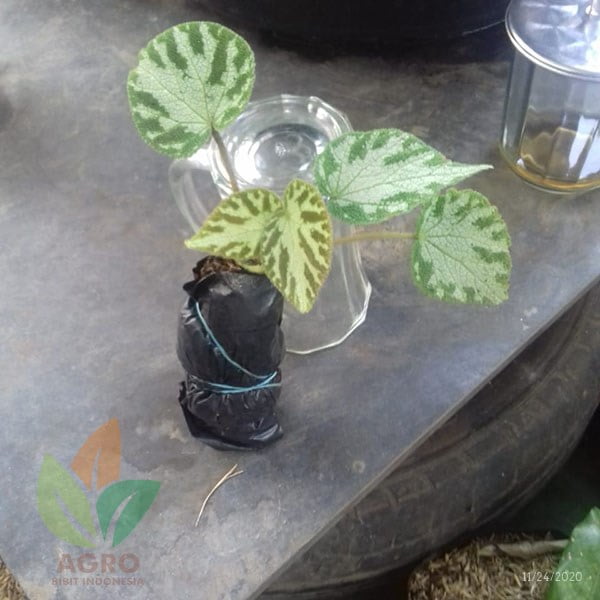 Begonia Imperialis Cantik