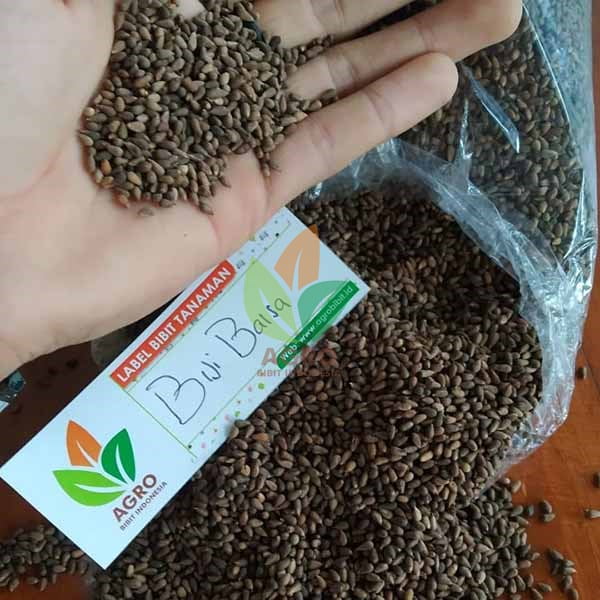 jual benih kayu balsa siap semai