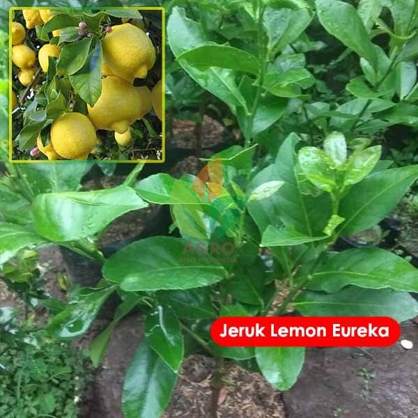 Jeruk Lemon Eureka asal Okulasi