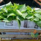 jual bibit kayu balsa di jawa barat