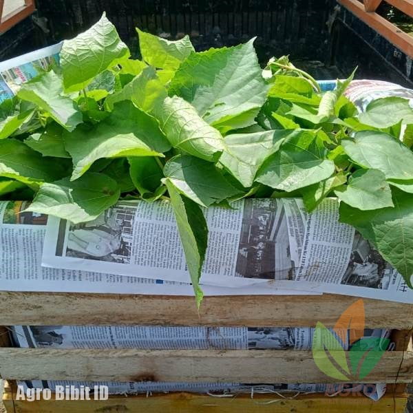 jual bibit kayu balsa di jawa barat
